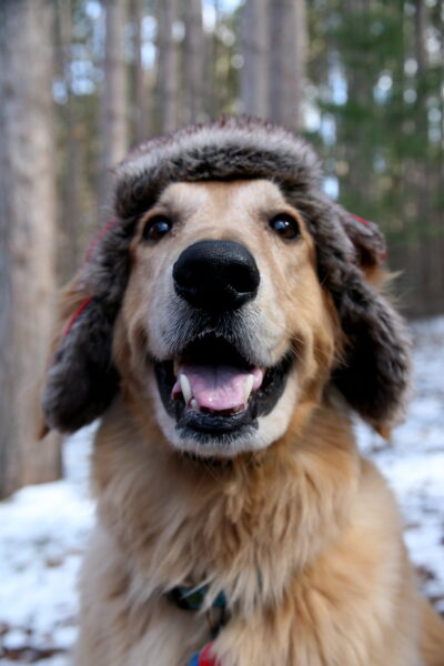 My golden retriever, Murphy wearing a winter hat