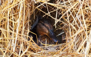 Duck nesting in a bale of hay