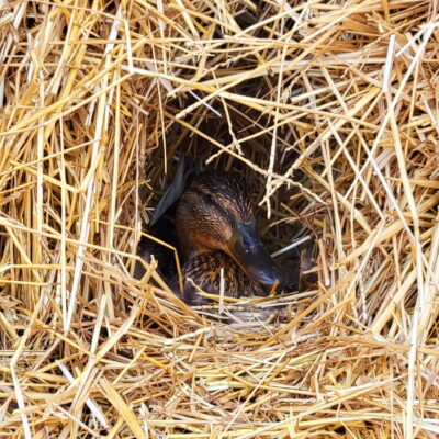 A duck nesting in a bale of hay