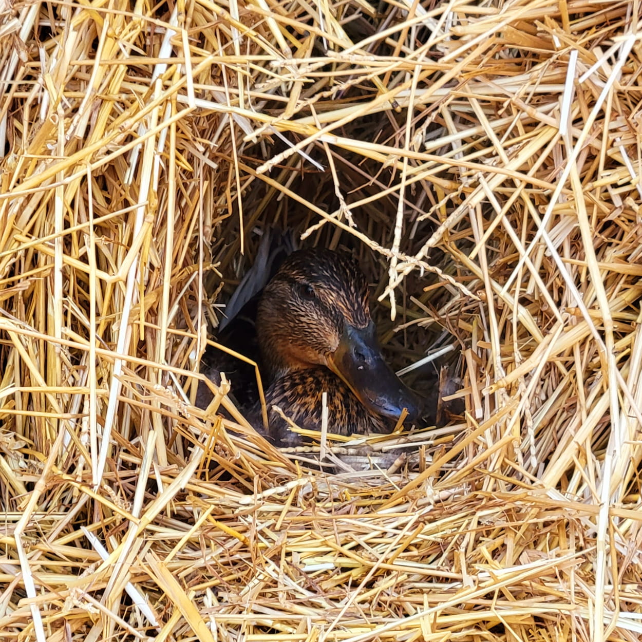 Duck nesting in a bale of hay