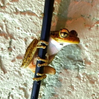 Tree frog clining to a cable