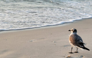 Sandpiper staring longingly at the ocean in Naples, FL