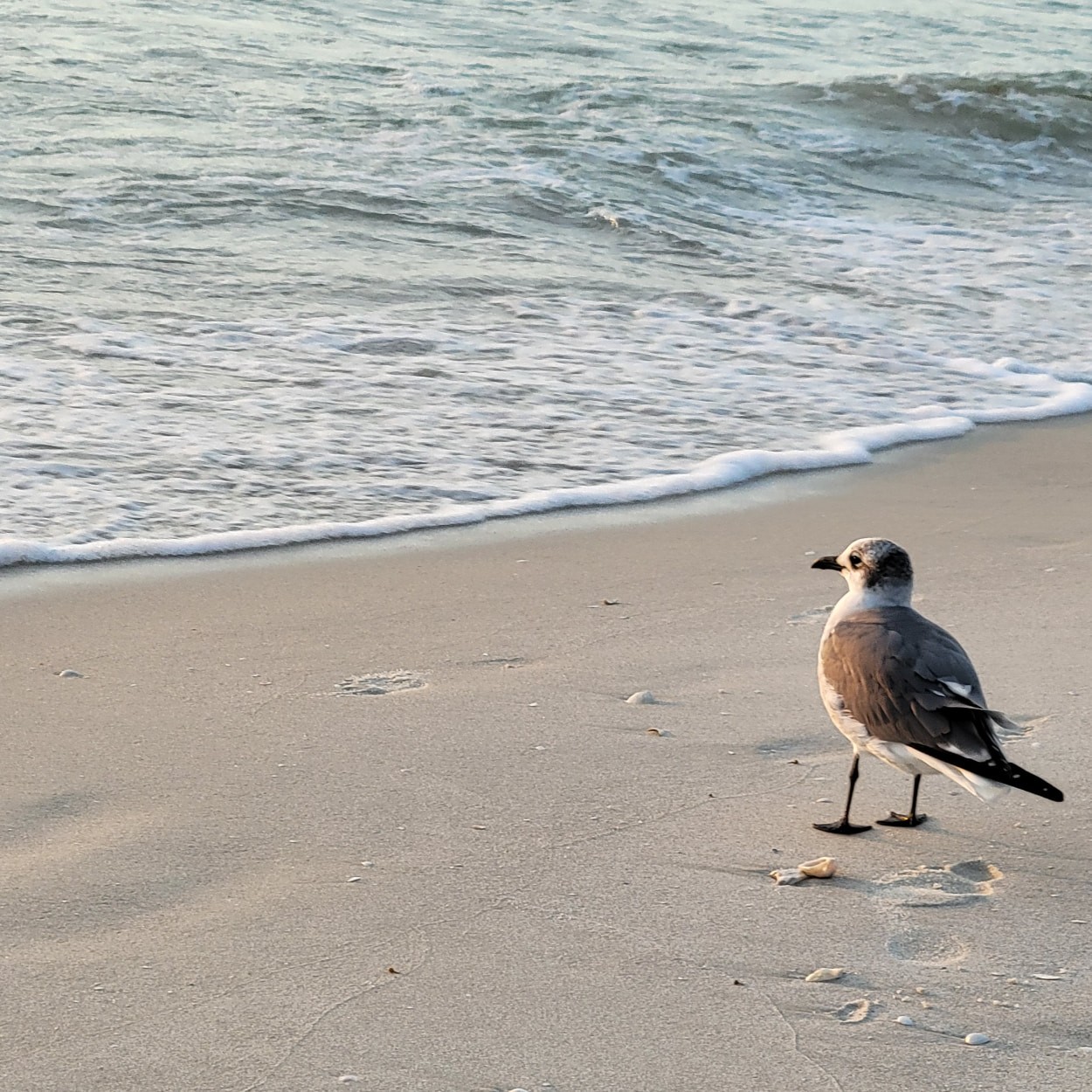 Sandpiper staring longingly at the ocean in Naples, FL