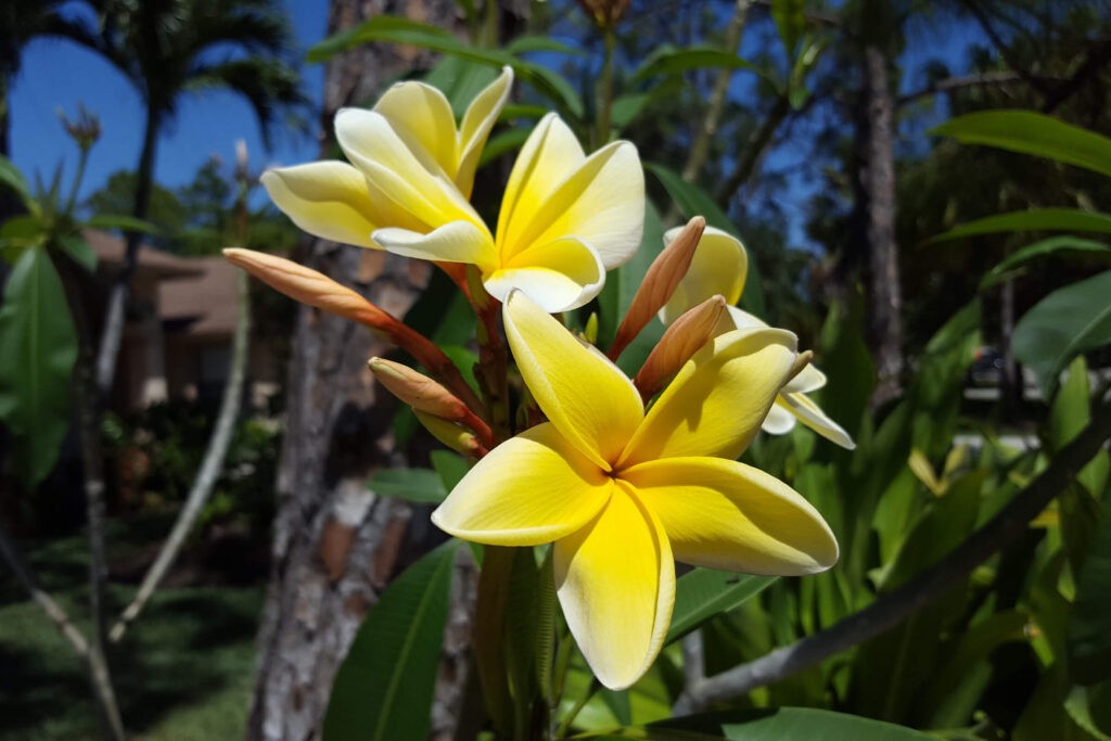 Image of a yellow Plumeria in the sunlight